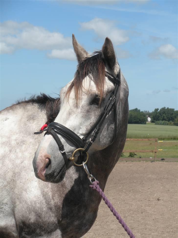 Fuldblod (XX) Warrior billede 12