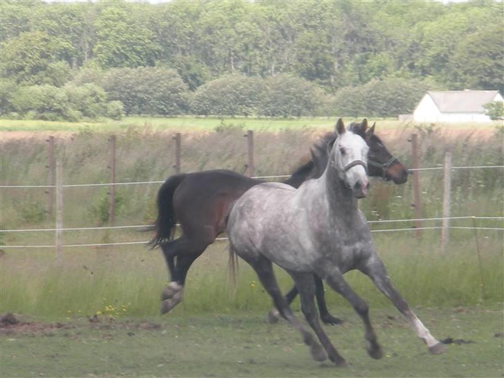 Fuldblod (XX) Warrior billede 13