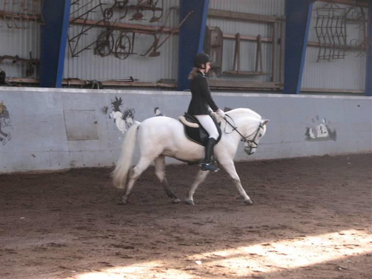 Anden særlig race Charlie Star billede 3