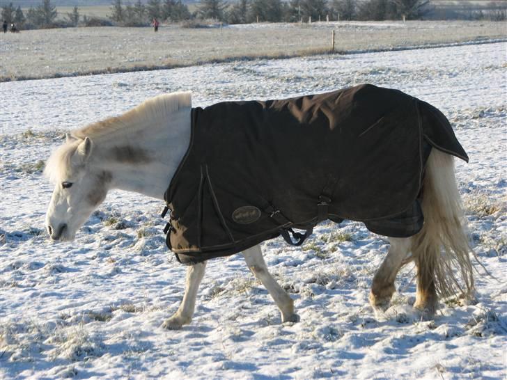 Anden særlig race Charlie Star billede 5