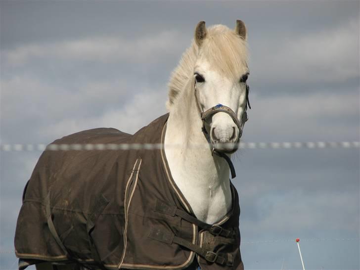 Anden særlig race Charlie Star billede 6