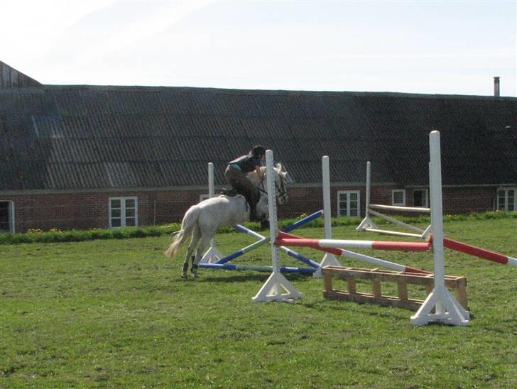 Anden særlig race Charlie Star billede 8