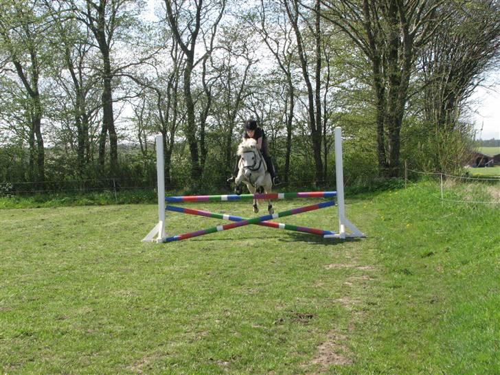 Anden særlig race Charlie Star billede 9