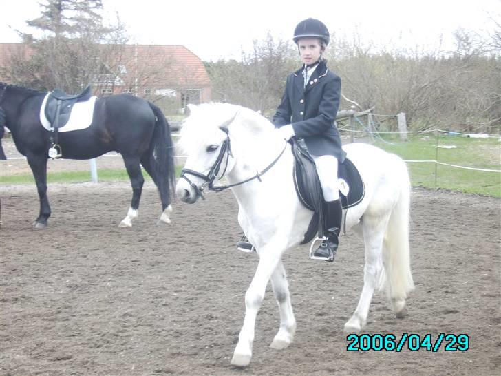 Anden særlig race Charlie Star - Nordthy stævne opvarmning - første dressrustævne 2006 billede 12