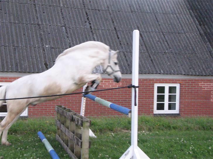 Anden særlig race Charlie Star - Juni 2009 billede 16