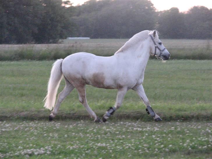 Anden særlig race Charlie Star - Juni 2009 billede 17