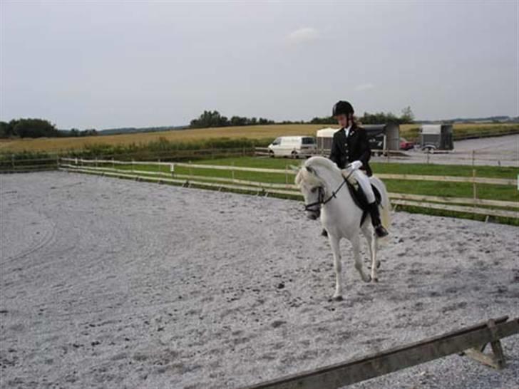 Anden særlig race Charlie Star - Stævne ved Hanne og Fritz - Lc1 og 3. plads 2007 billede 19