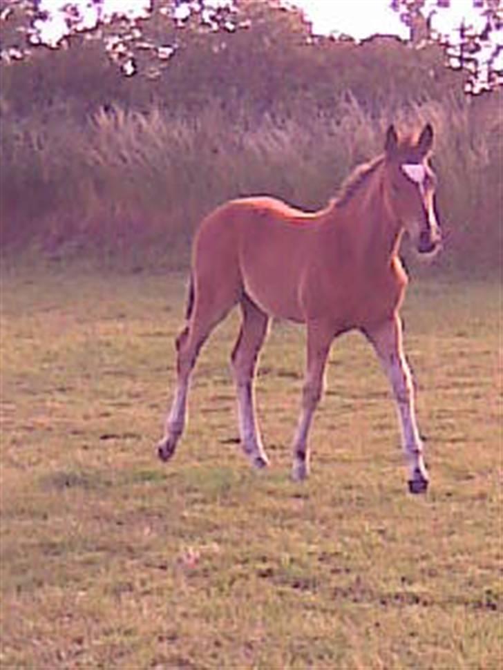 Anden særlig race Eclipse of the Moon SOLGT - Smukke Eclips. 21/6 - 2009  billede 18