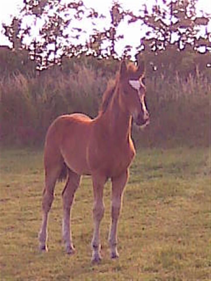 Anden særlig race Eclipse of the Moon SOLGT - Smukke Eclips i solopgangen søndag d. 21/6 - næsten 4 mrd gammel.  billede 19