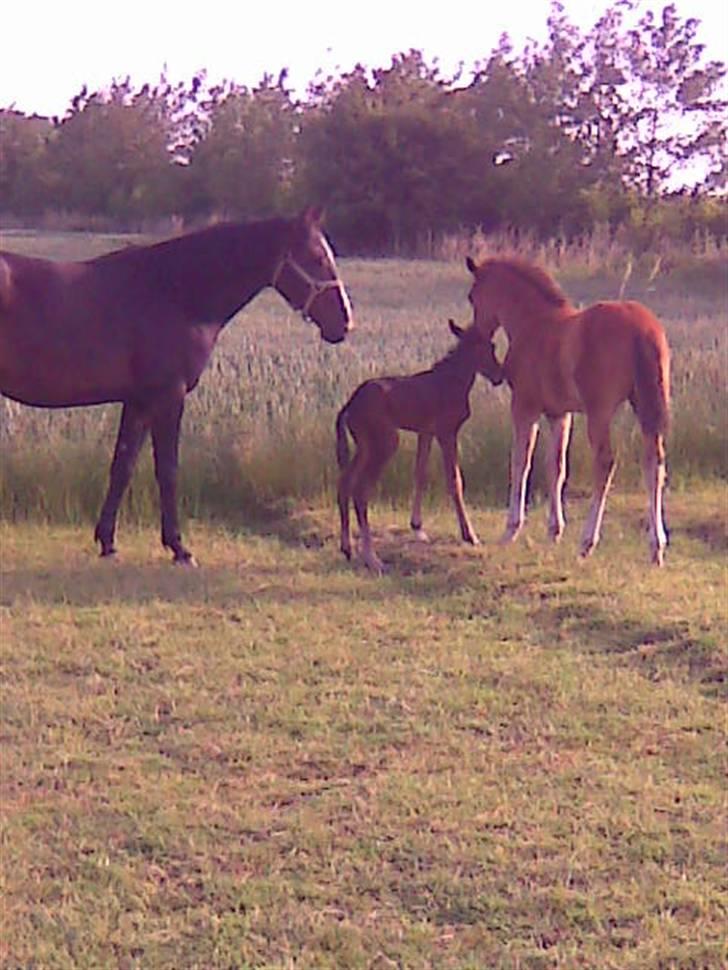 Anden særlig race Eclipse of the Moon SOLGT - da suprise ikke var mere end 1 time gammel, skulle hun jo lige undersøges  af Eclipse (:  (BØLLE)  billede 20