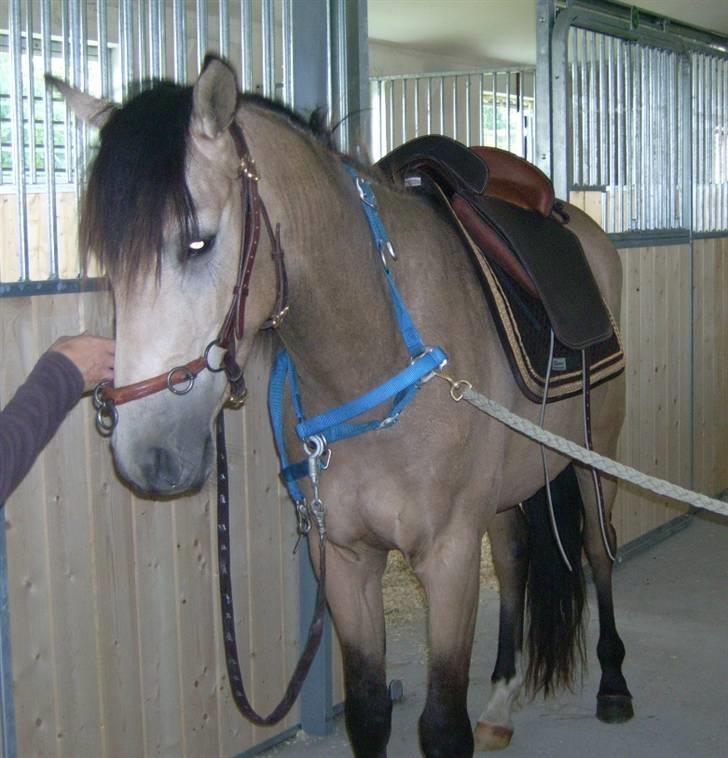 Welsh Partbred (Sec F) Aastrupsgaards Stardust - Smuk med al udstyret på billede 7