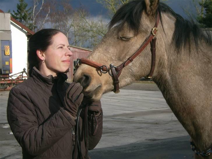 Welsh Partbred (Sec F) Aastrupsgaards Stardust - Jeg elsker sku den dreng billede 10