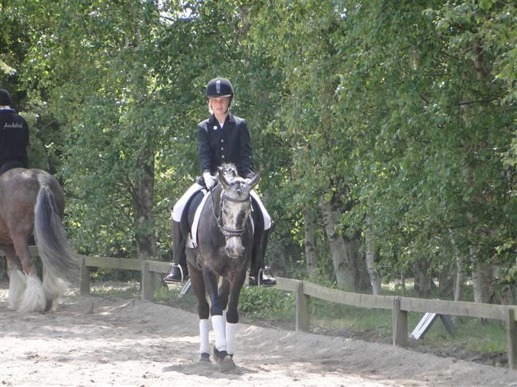 Welsh Cob (sec D) Misty (solgt) - Opvarmning billede 11