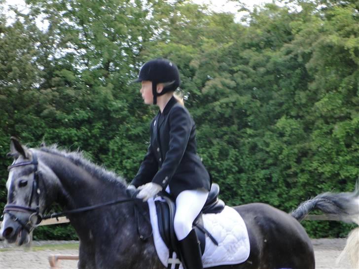 Welsh Cob (sec D) Misty (solgt) - Smukke Misty;) billede 12