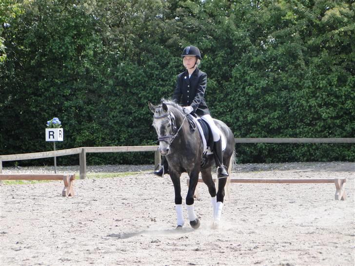 Welsh Cob (sec D) Misty (solgt) - Jeg og Misty på banen. Foto: Lars Bøje Pedersen billede 13
