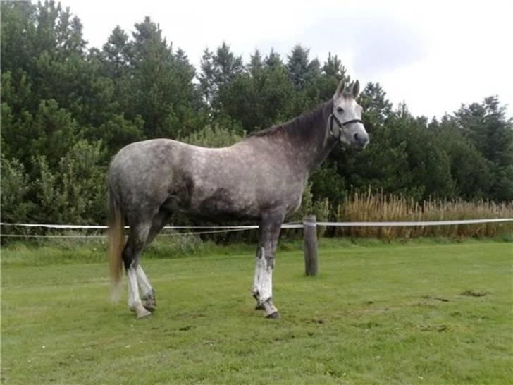 Arabisk fuldblod (OX) Filou (himmelhest) <3 - Som distancehest med køleler på benene. billede 7