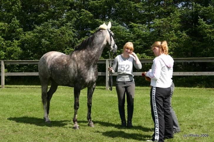 Arabisk fuldblod (OX) Filou (himmelhest) <3 - Til stævne i Skærbæk. billede 8