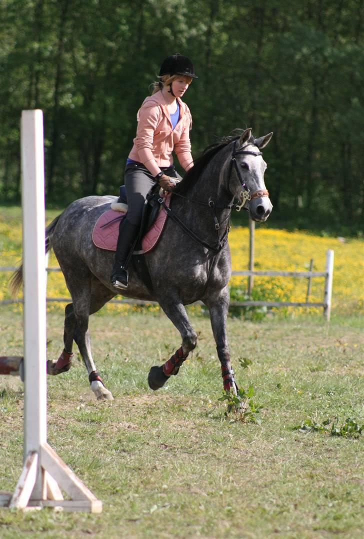 Arabisk fuldblod (OX) Filou (himmelhest) <3 billede 9