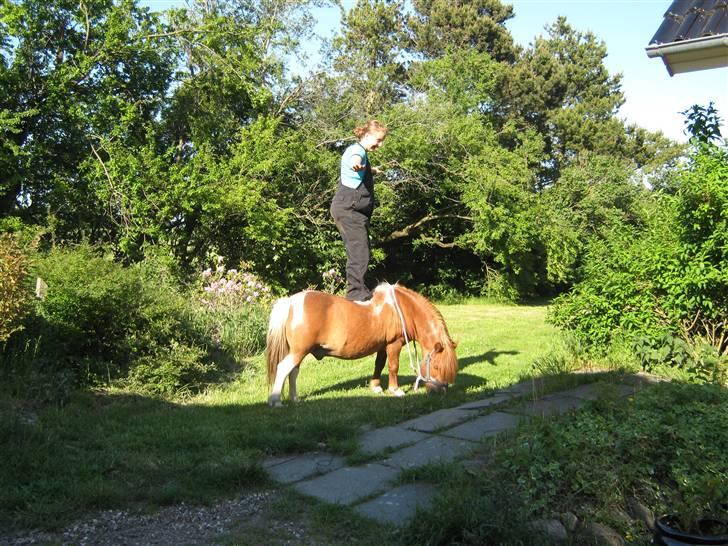 Shetlænder Fritz  billede 17