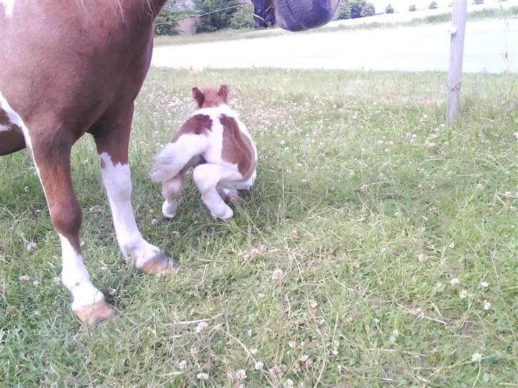 Shetlænder Prins - Ja, han skulle lige til og ligge sig xD billede 2