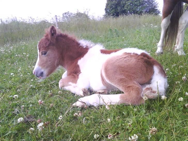Shetlænder Prins - Det bette pus er jo træt d: billede 3