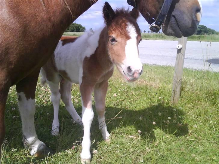 Shetlænder Prins - Godmorgen kamera. billede 4