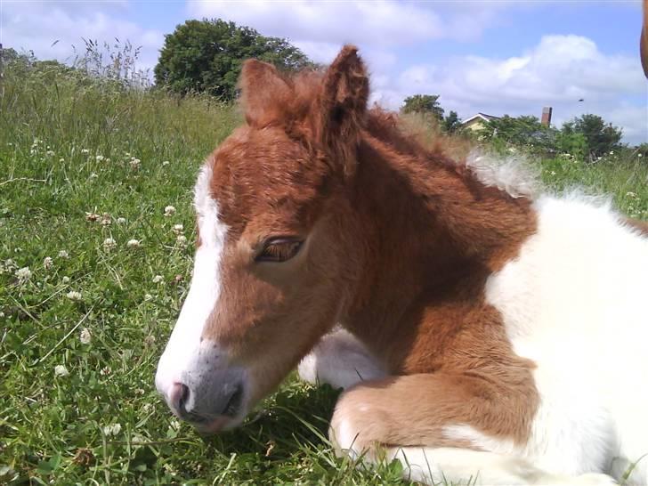 Shetlænder Prins - zZzZzZzZzZ billede 5