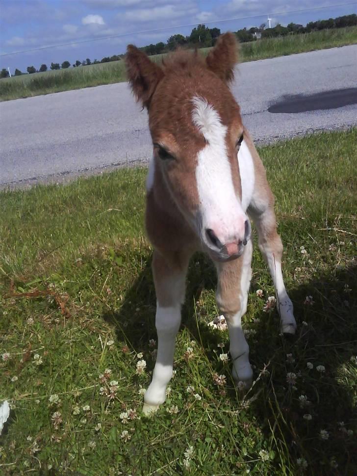 Shetlænder Prins - jeg er sød d: billede 6