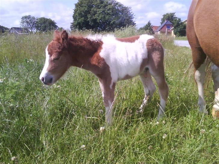Shetlænder Prins - jeps xD  billede 7