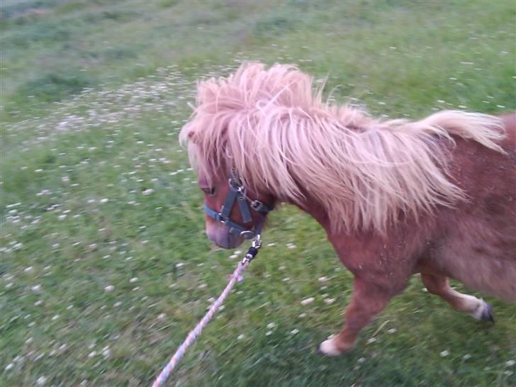 Shetlænder Charlie  - Hvem sagde jeg iké kunne trave? d: sommer 09 billede 11