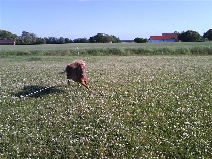 Shetlænder Charlie  - Galop kan jeg da osé xD sommer 09 billede 12