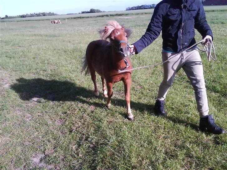 Shetlænder Charlie  - Slip mig xD sommer 09 billede 13