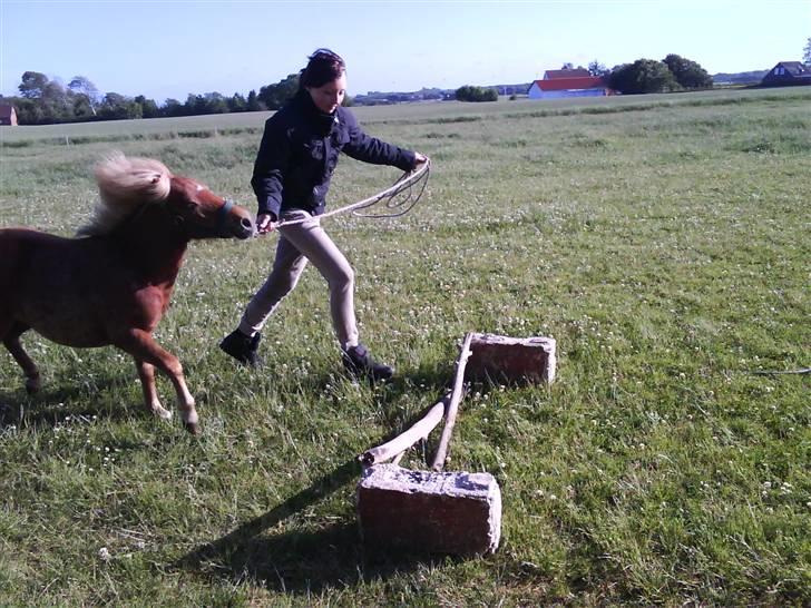 Shetlænder Charlie  - Springe kan jeg da osé godt d: somemr 09 billede 14