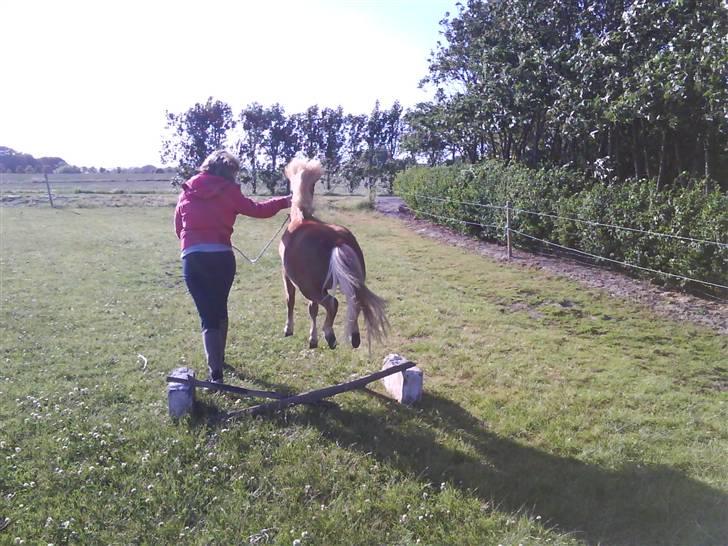 Shetlænder Charlie  - SERIØST YNGLINGS BILLED! det skal siges, han stoppede lige foran også først op på bagben også over xD sommer 09 billede 15