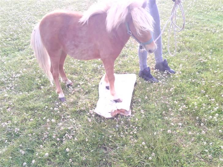 Shetlænder Charlie  - Det plastik er jeg iké bange for mere! sommer 09 billede 16