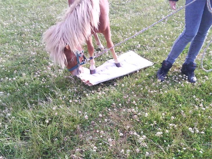 Shetlænder Charlie  - Hva er det? sommer 09 billede 17