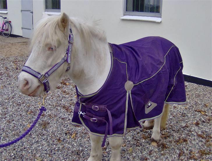 Welsh Pony af Cob-type (sec C) Casanova - Frække Nova med sit nye dækken billede 17