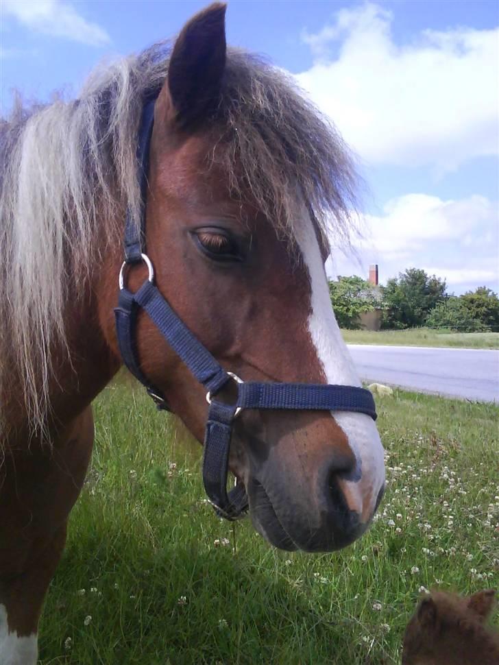 Shetlænder Cirkeline  billede 15