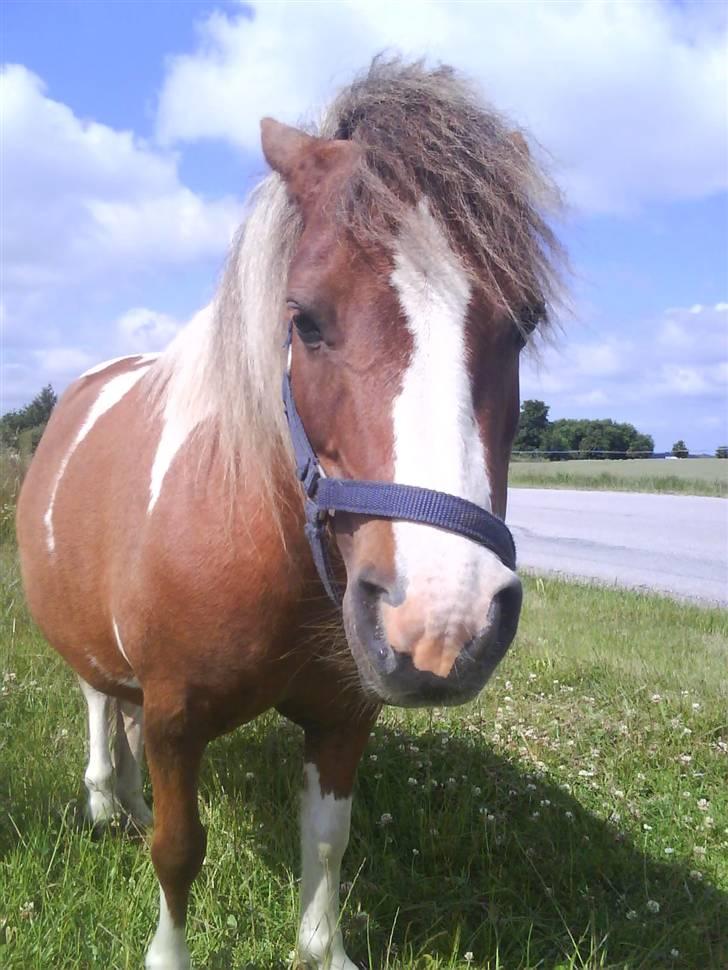 Shetlænder Cirkeline  - Næsten sure? xD billede 16
