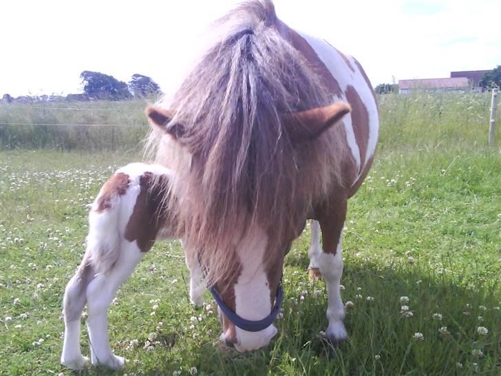 Shetlænder Cirkeline  - Tak for kigget billede 17