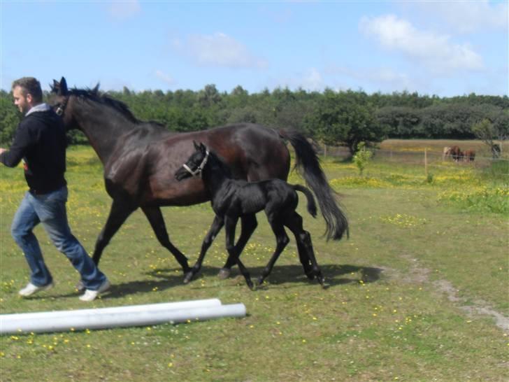 Trakehner Her Hershey  billede 4