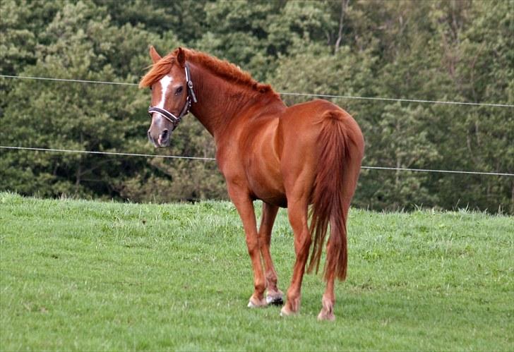 Anden særlig race Destiny - ] billede 2