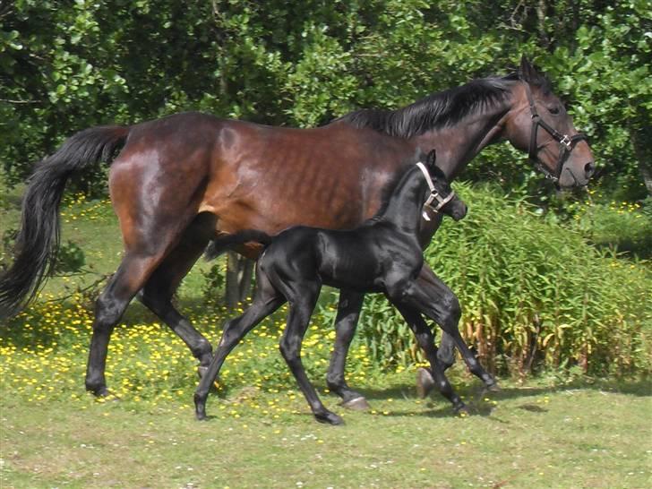 Trakehner Her Hershey  billede 7