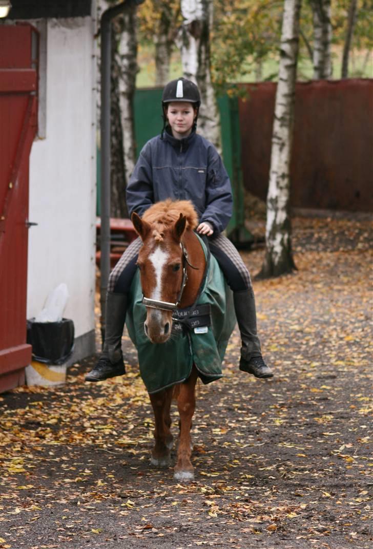 Anden særlig race Destiny billede 6