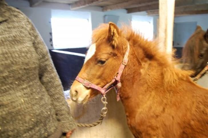 Anden særlig race Valbjerggaard's Casiopaia - Casiopaia på brandmærkedag xD billede 2