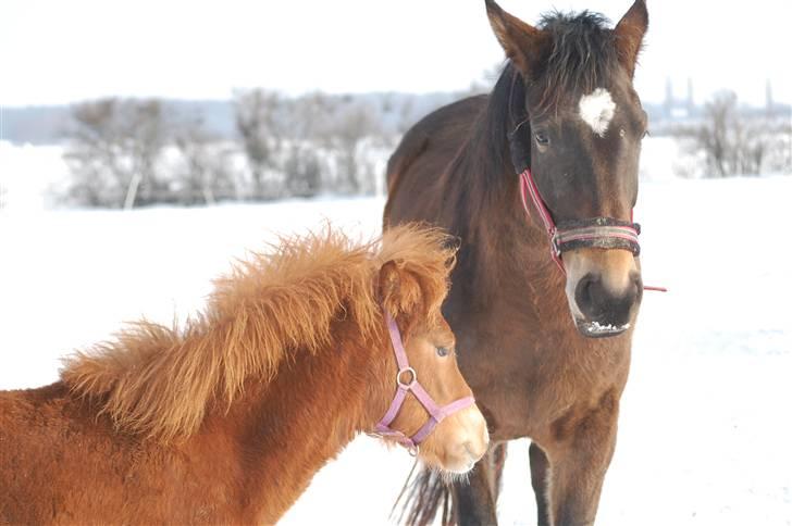 Anden særlig race Valbjerggaard's Casiopaia - Lille Paia xD billede 7