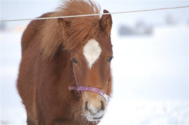 Anden særlig race Valbjerggaard's Casiopaia - Casiopaia er så nuttet :D <3 billede 12