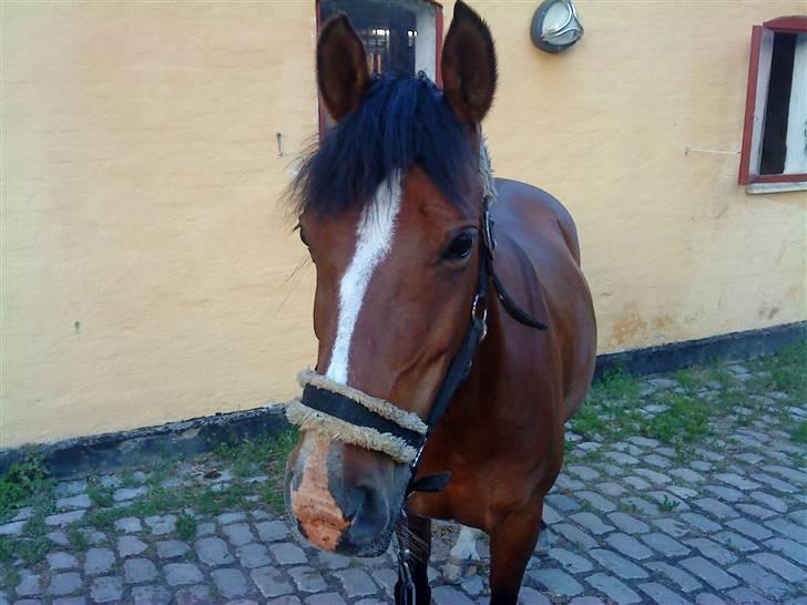 DSP Firhøjs Bjanca *mit'alt* - when i look into those eyes, all i feel is just happiness <3 billede 4