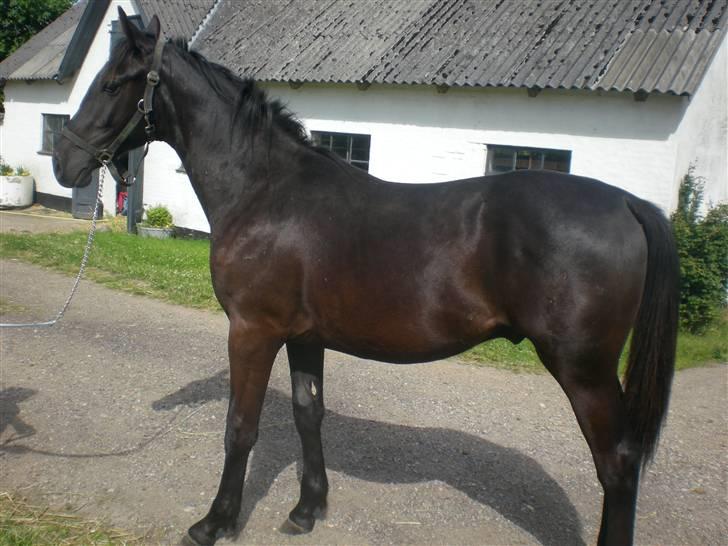 Dansk Varmblod Zorba billede 12