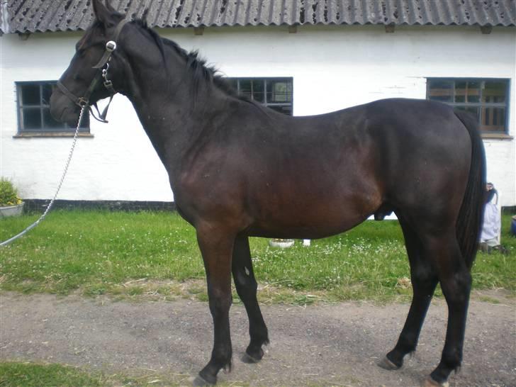 Dansk Varmblod Zorba billede 13